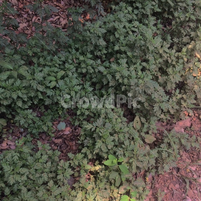 자연,식물,초록,이파리,쑥,식물,자연,plants,nature