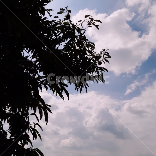 밤,밤나무,하늘,색감,감성,시골,자연,nature,sky,tree,구름,여름,배경화면,자연,풍경,nature,landscape,silhouette,실루엣