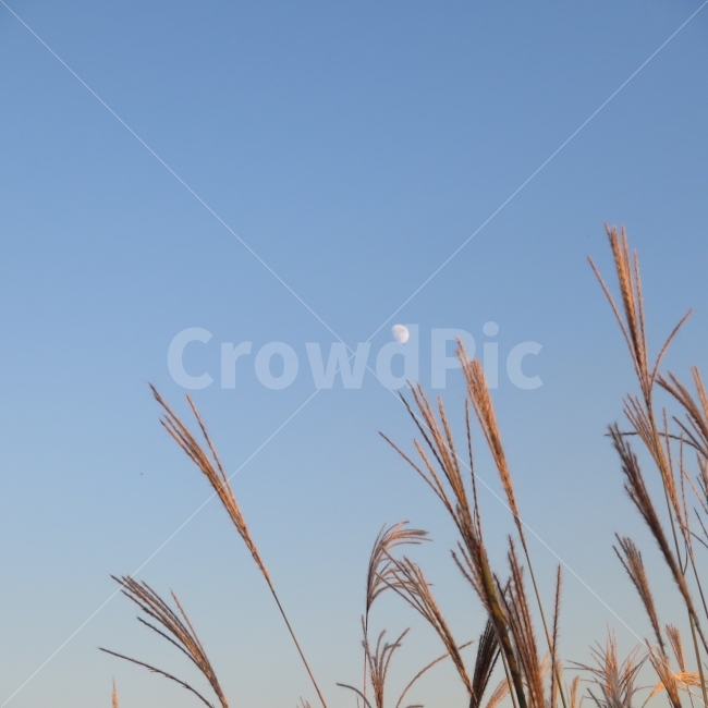 가을,하늘,달,풍경,갈대,억새,감성,가을,계절,fall,autumn,season,식물,자연,plants,nature,grass,잔디,plant,lawn