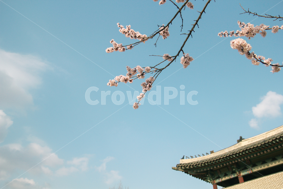 벚꽃,고궁,하늘,봄,꽃,봄,계절,spring,season,한국전통,한국문화,korean traditional,korean culture,식물,자연,plants,nature,꽃,flower,plant