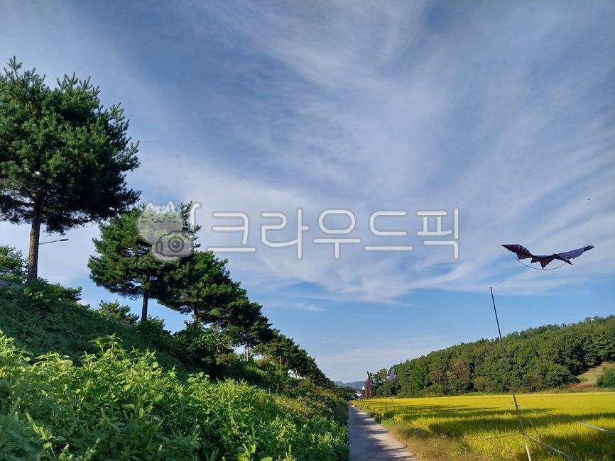 자연, 나무, 들판, 논, 풍경, 사진,이미지,일러스트,캘리그라피 - 색동작가
