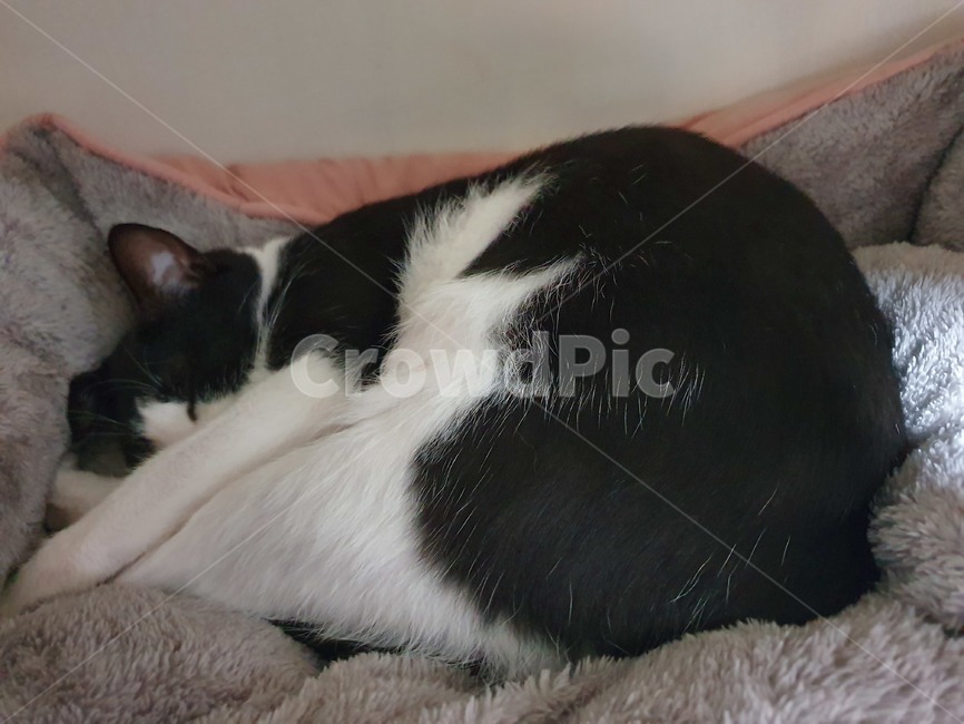 고양이,휴식,코리안숏헤어,숙면,턱시고고양이,동물,animal,포유류,mammal,고양이,cat,kitten,kitty