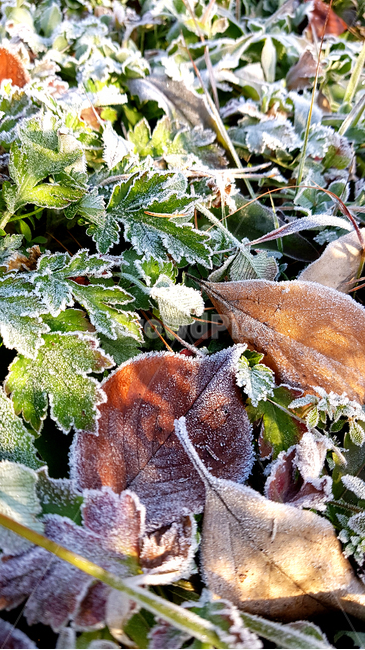 겨울,서리,낙엽,날씨,눈,식물,자연,plants,nature