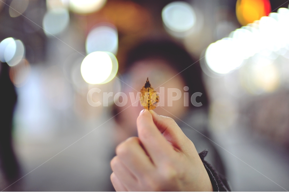 손,나뭇잎,가을,낙엽,접사,식물,가을,계절,fall,autumn,season,사람,인물,인간,human,person,신체일부,몸,body,finger,손가락