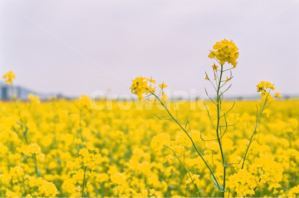 부산,대저생태공원,유채꽃,대저생태공원유채꽃축제,Film,Filmcamera,필름카메라,필름,감성사진,필름감성,봄,계절,spring,season,식물,자연,plants,nature,꽃,flower,field,들,grassland,목초지,outdoors,옥외