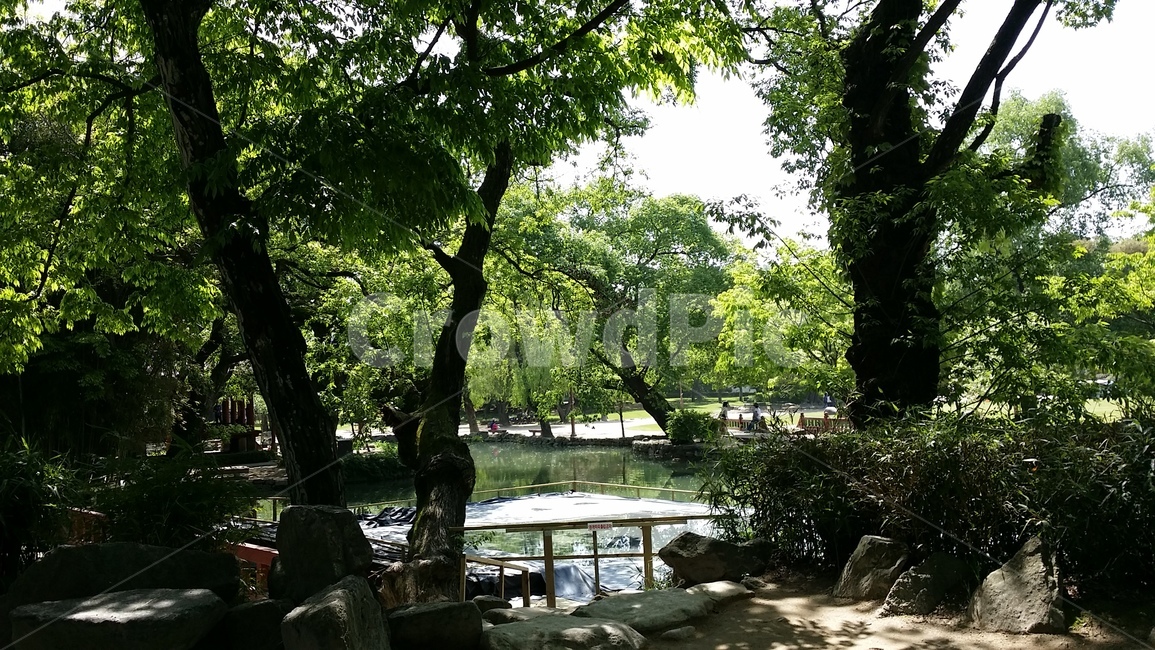 자연,나무,초록,식물,호수,풍경,tree,자연,풍경,nature,landscape,plant,tree trunk,나무 줄기,outdoors,옥외