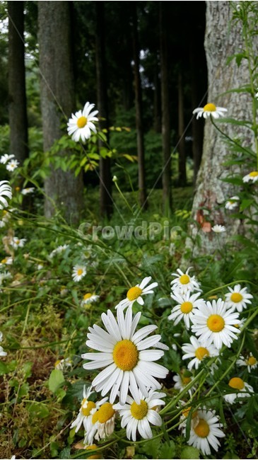 자연,유후인,휴식,일본,꽃,산책,풀,나무,경관,경치,식물,자연,plants,nature,꽃,flower