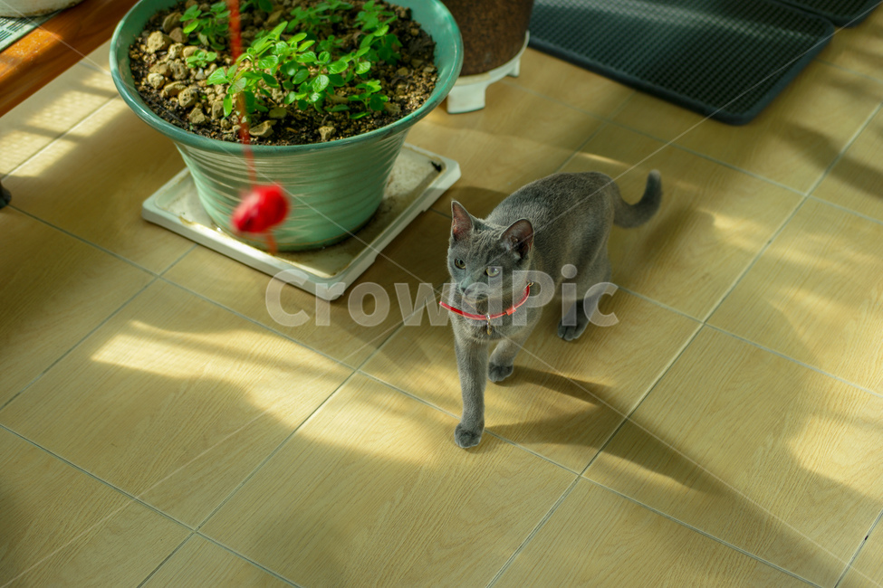동물,고양이,러시안블루,cat,russianblue,동물,animal,포유류,mammal,고양이,cat,kitten,kitty