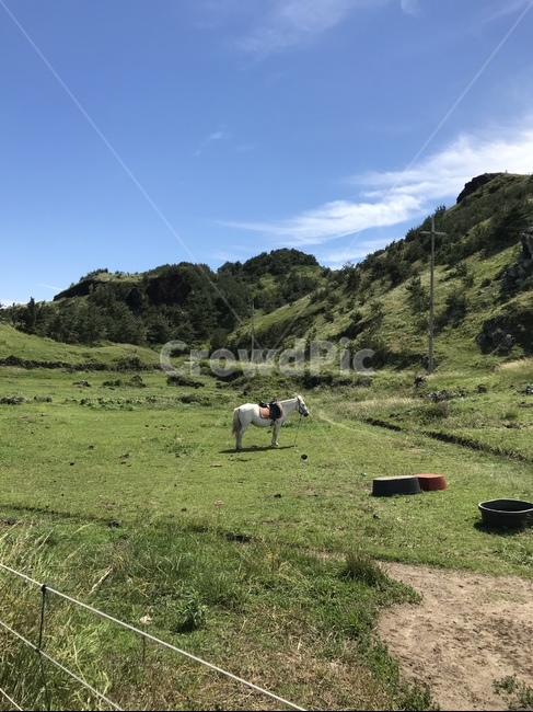 nature,자연,outdoors,field,말,horse,grassland,countryside,목초지,제주도,jeju,제주,들,동물,animal,포유류,mammal