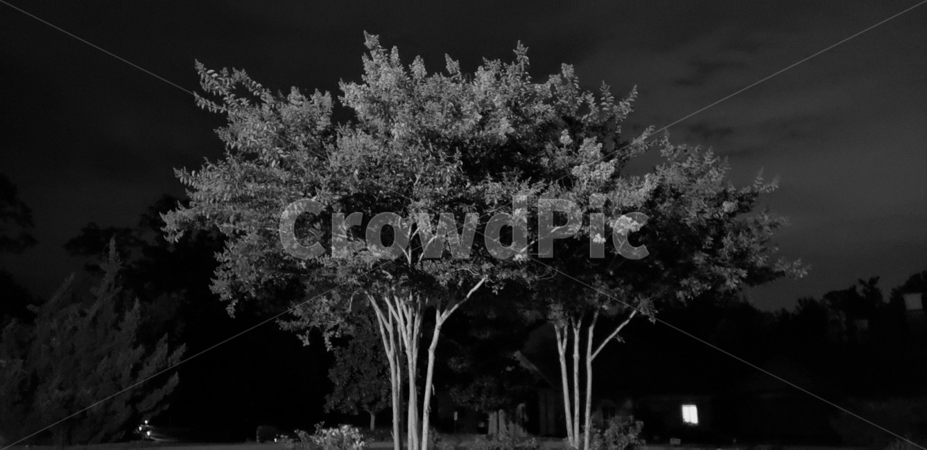 흑백,blackandwhite,감성,배경,야경,자연,모노크롬,monochrome,나무,식물,흑백,모노톤,monochrome,black and white