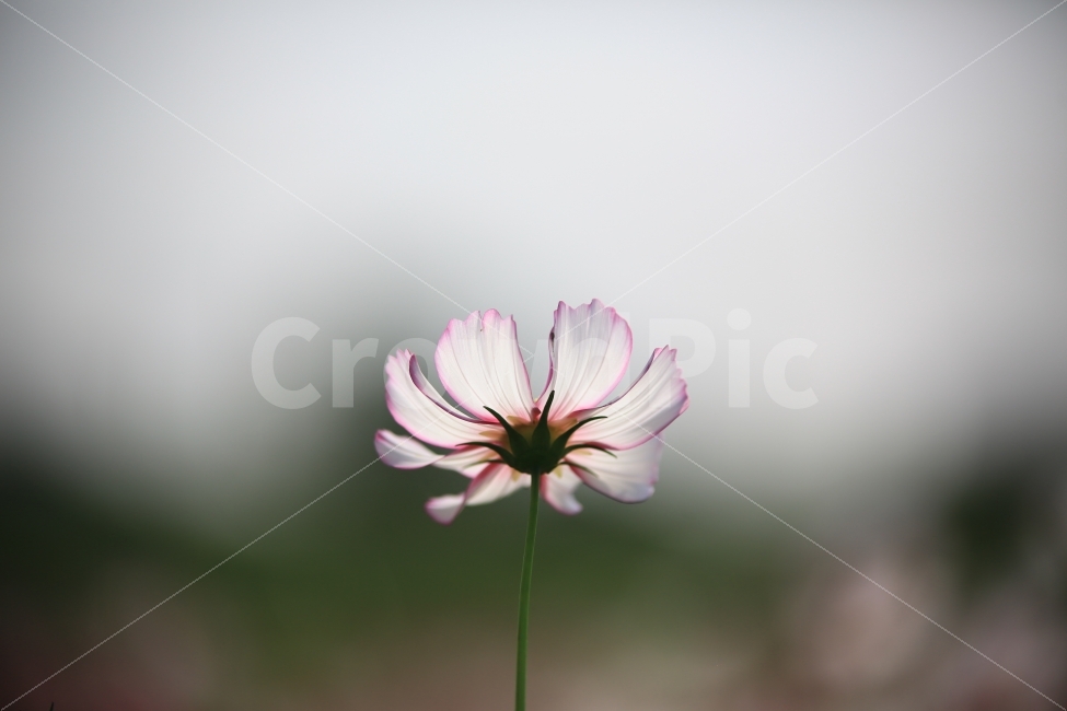 꽃,가을,코스모스,cosmos,역광,자연,자연풍경,감성사진,가을꽃,가을,계절,fall,autumn,season,식물,자연,plants,nature,꽃,flower,plant,petal,꽃잎,blossom,daisies,데이지,daisy