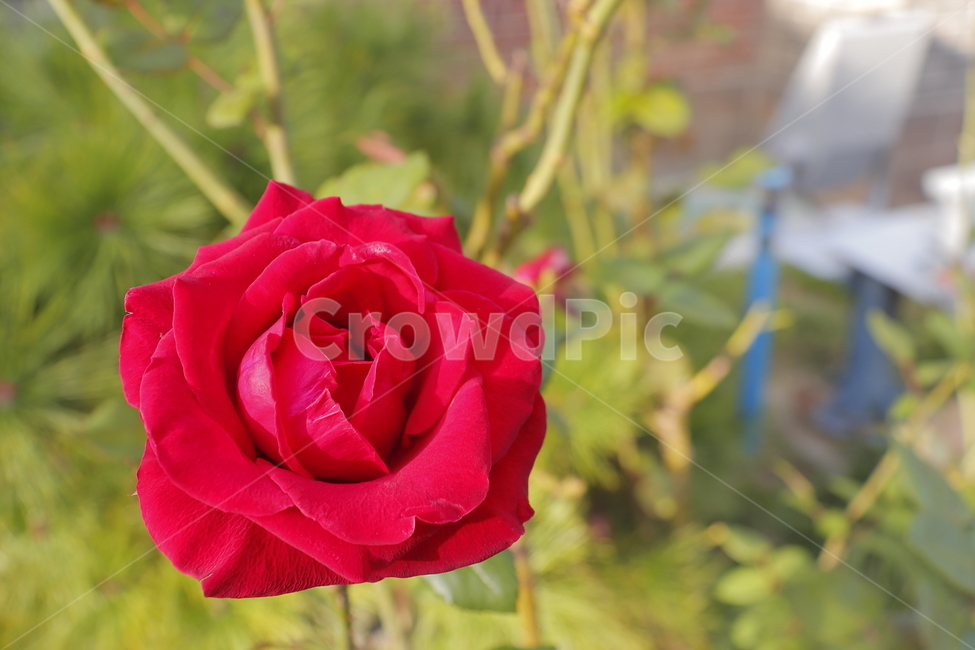 flower,꽃,plant,식물,blossom,rose,장미,식물,자연,plants,nature,꽃,flower