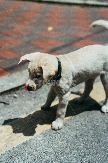 강아지,개,dog,애완동물,애완견,동물,동물,animal,포유류,mammal,개,강아지,dog,doggy