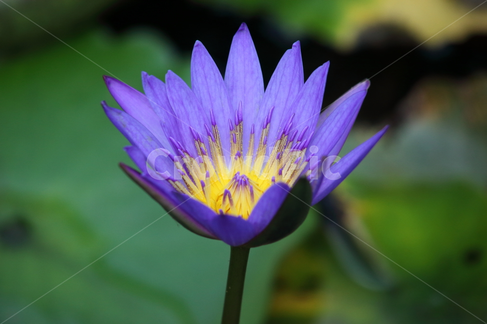 수련,꽃,수련꽃,연,waterlily