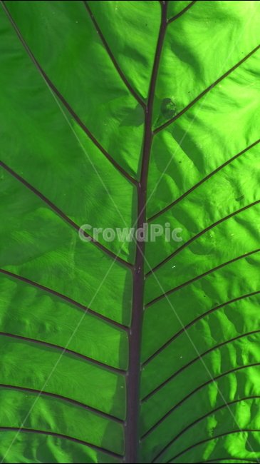 leaf,잎,plant,식물,햇빛,초록,green,잎맥