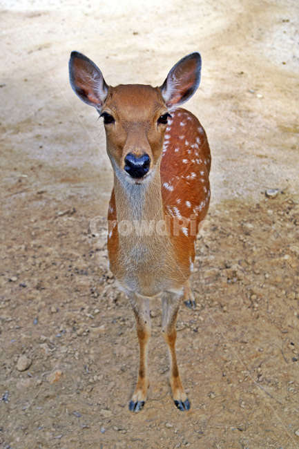 꽃사슴,사슴,동물,반점,월미공원,대륙사슴,매화사슴,포유동물,동물,animal,포유류,mammal