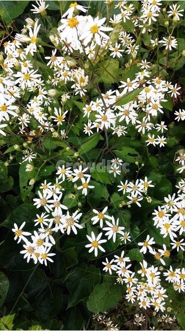 꽃,흰꽃,식물,자연,flower,식물,자연,plants,nature,꽃,flower