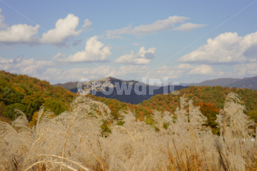 억새,가을,단풍,산맥,산,마운틴,fall,autumn