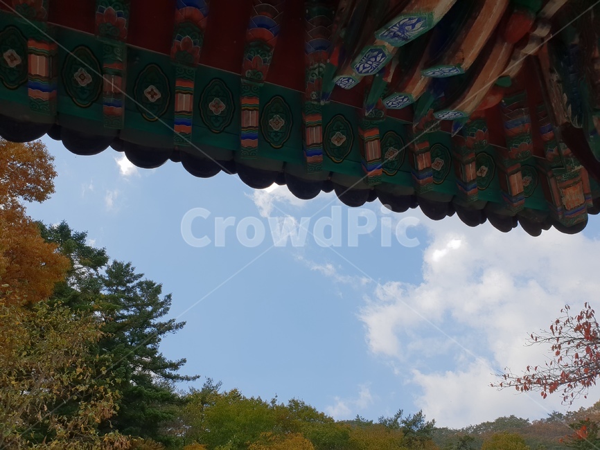 절,한국,아름다운,문양,나무