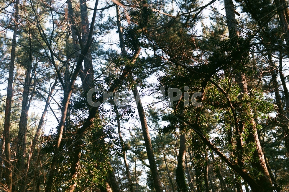제주도,사려니숲길,jeju,나무,겨울,제주겨울,숲길,산책로,자연,풍경,nature,landscape,tree,plant,식물