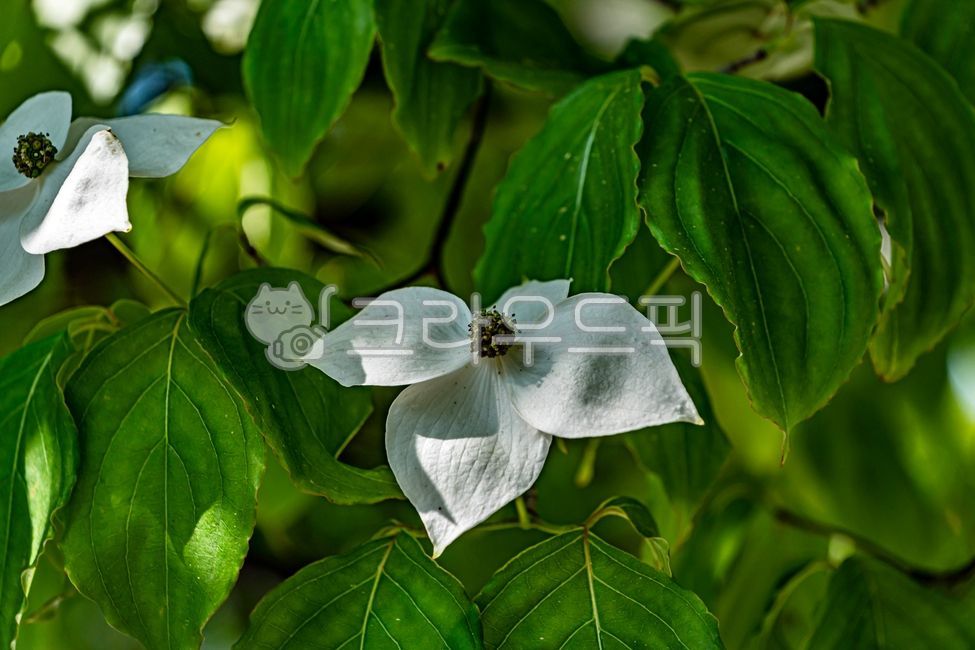 산딸나무,산딸나무꽃,봄꽃,취과,자연,식물,nature,플라워,flower,plants,cornuskousa