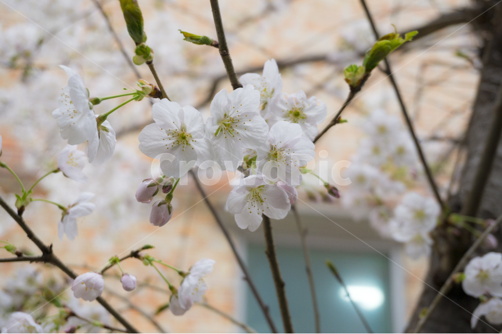 벚꽃,벚꽃사진,봄,봄꽃,봄사진,꽃사진,꽃,벚꽃나무,나무,나무사진,봄나무,봄느낌,컨셉,컨셉사진,벚꽃풍경,풍경사진,벚꽃배경,봄배경,봄풍경,디자인,일상,일상사진,개화,개화사진,꽃개화,연분홍분홍,분홍색,분홍색꽃,연분홍색,붉은색,흰색,꽃나무,야외,야외사진,야외풍경,밖,나무가지,나뭇가지,검은색,갈색,얇은,빈티지,빈티지느낌,감성사진,감성,낮,오후,클로즈업,계절,계절사진,패턴사진,봄,계절,spring,season,식물,자연,plants,nature,꽃,flower,plant,blossom