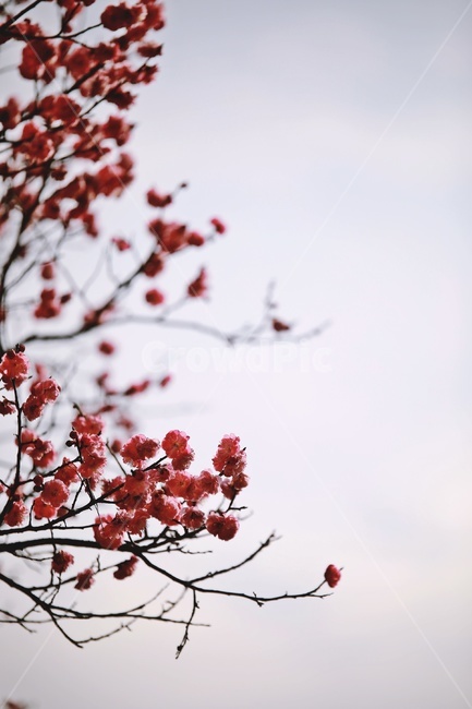 홍매화,매화,꽃,apricotflower,pinkflower,봄,계절,spring,season,식물,자연,plants,nature,꽃,flower,plant