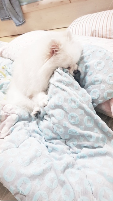 댕댕이,강아지,포메라니안,봄,일상,동물,animal,포유류,mammal,개,강아지,dog,doggy