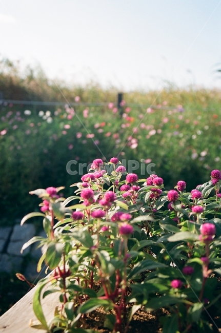 화단,꽃,귀여운,싱그러운,알록달록한,하늘공원,필름사진,plant,식물,flower,filme,filmephotography