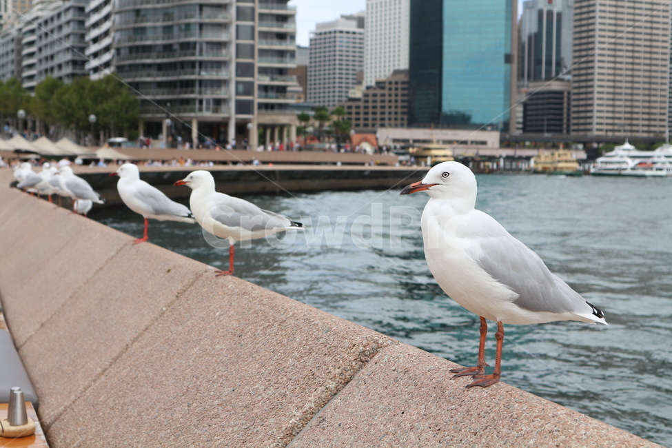 갈매기,감성,새,호주,시드니,자연,살찐갈매기,휴식,seagull,bird,nature,rest,feather,동물,animal,조류,새,birds