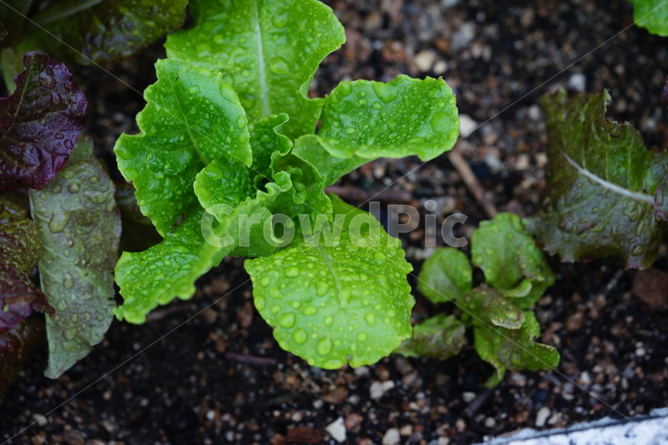 상추,이슬,물,물방울,야채,식물,생명,자연,식물,자연,plants,nature,채소,야채,vegetables,산업,industry,industrial,농업,농사,agriculture,farming,farming industry