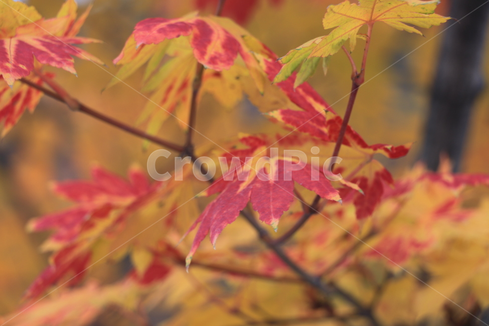 가을,낙엽,autumn,fall,leaves,fallenleaves,가을,계절,fall,autumn,season,식물,자연,plants,nature,leaf,잎,plant,tree,나무,maple,단풍