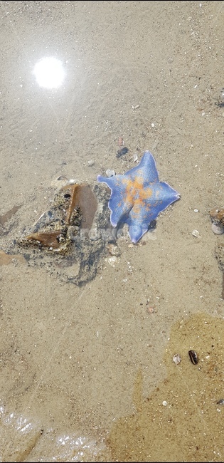 불가사리,바다,해변,starfish,바닷가,모래,해변가,별불가사리,별모양,햇살,돌,돌멩이,바위,해산물,바닷물