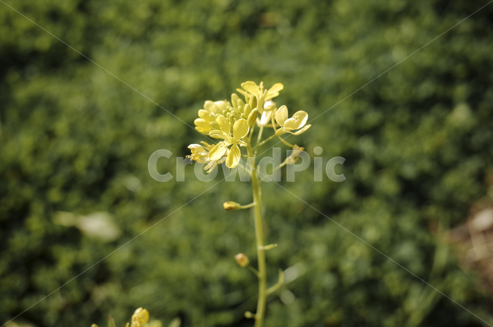 유채꽃,유채,plant,식물,flower,꽃,yellow,green,봄꽃,노란꽃,노란,초록,노랑