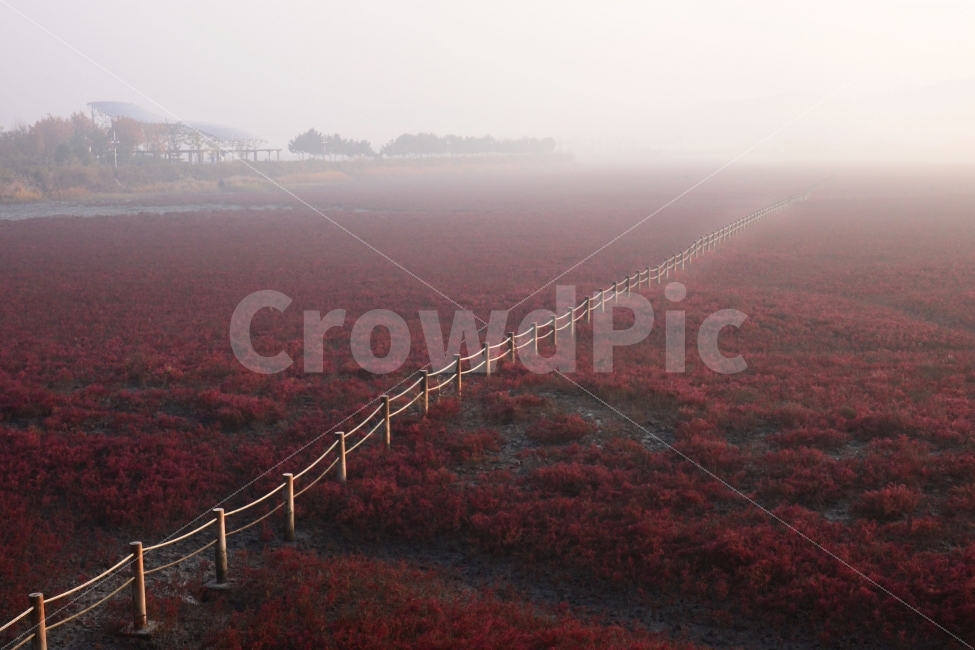 소래,갯벌,붉은함초,가을,안개,아침,가을,계절,fall,autumn,season,자연,풍경,nature,landscape,한국자연풍경,한국자연경관,korea nature landscape