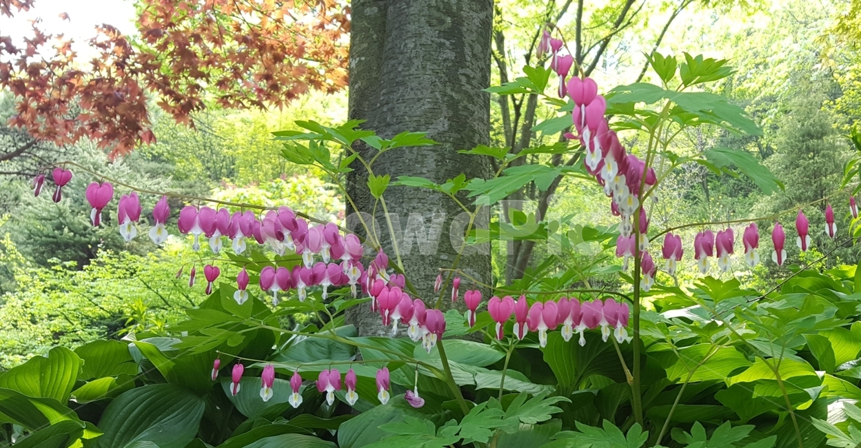 plant,식물,flower,꽃,blossom,금낭화