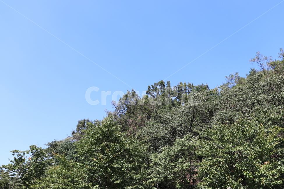 나무,숲,공원,야외,경치,하늘,맑은날씨,푸른하늘,파란하늘,자연,풍경,nature,landscape,나무,trees,wood,tree,plant,식물,fir,전나무