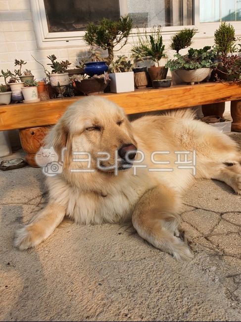 dog,개,골든리트리버,동물,animal,애완동물