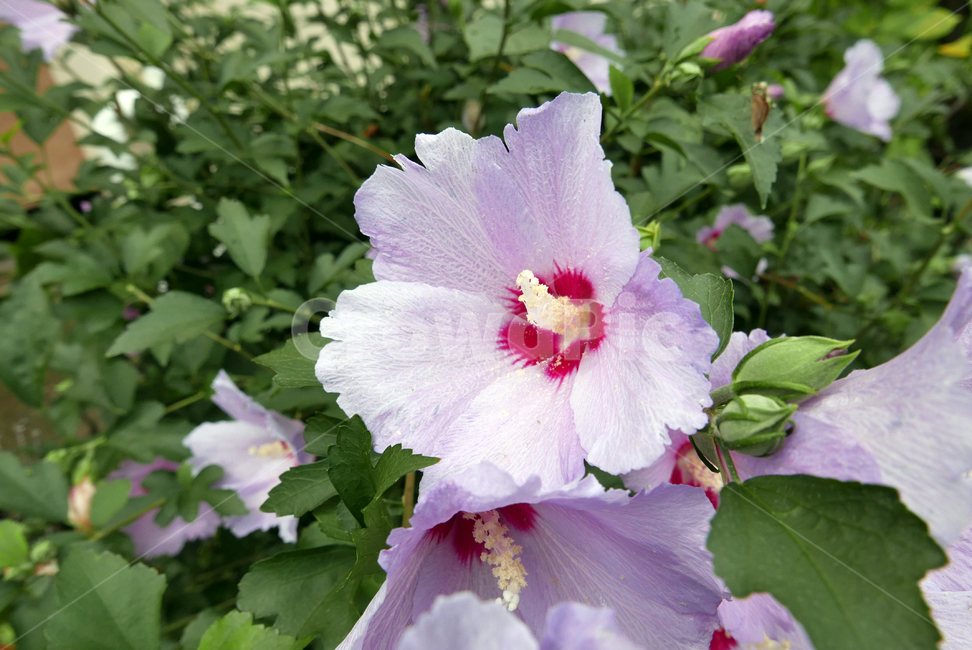 무궁화,우리나라꽃,plant,식물,꽃,flower,식물,자연,plants,nature,꽃,flower