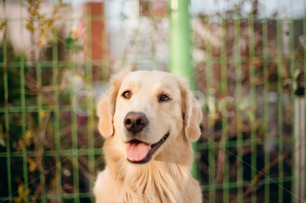 필름카메라,강아지,멍멍이,골든리트리버,애완견,감성,dog,pilm,monotone,모노톤,동물,동물사진,가족,개,미소,행복,감정,표현,emotion,feeling,animal,doggy,사랑,love,동물,animal,포유류,mammal,개,강아지,dog,doggy,감성,sensible,feeling
