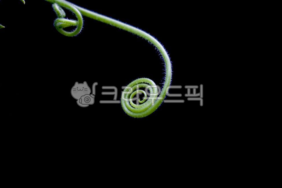 식물, 줄기, 호박줄기, 덩굴, plant, 사진,이미지,일러스트,캘리그라피 - Nbocrates68작가