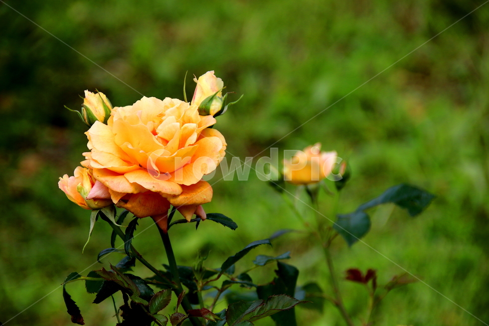 꽃,식물,장미,봄,자연,식물,자연,plants,nature,꽃,flower