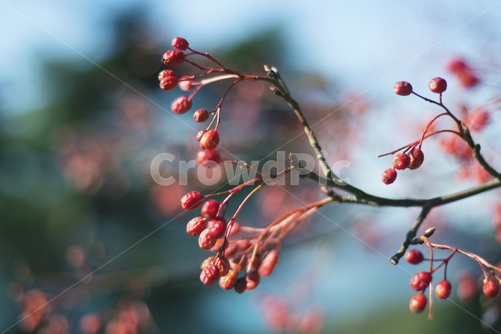 열매,식물,나무,자연,풀,식물,자연,plants,nature,과일,열매,fruit,감성,sensible,feeling