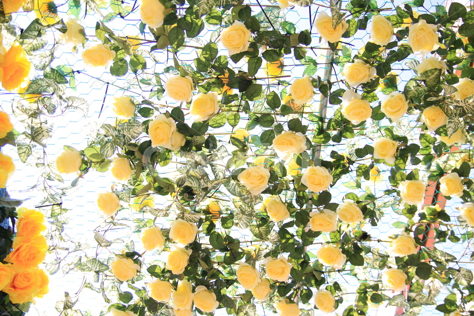 장미,5월의꽃,5월,장미꽃,봄,꽃의여왕,식물,자연,plants,nature,꽃,flower