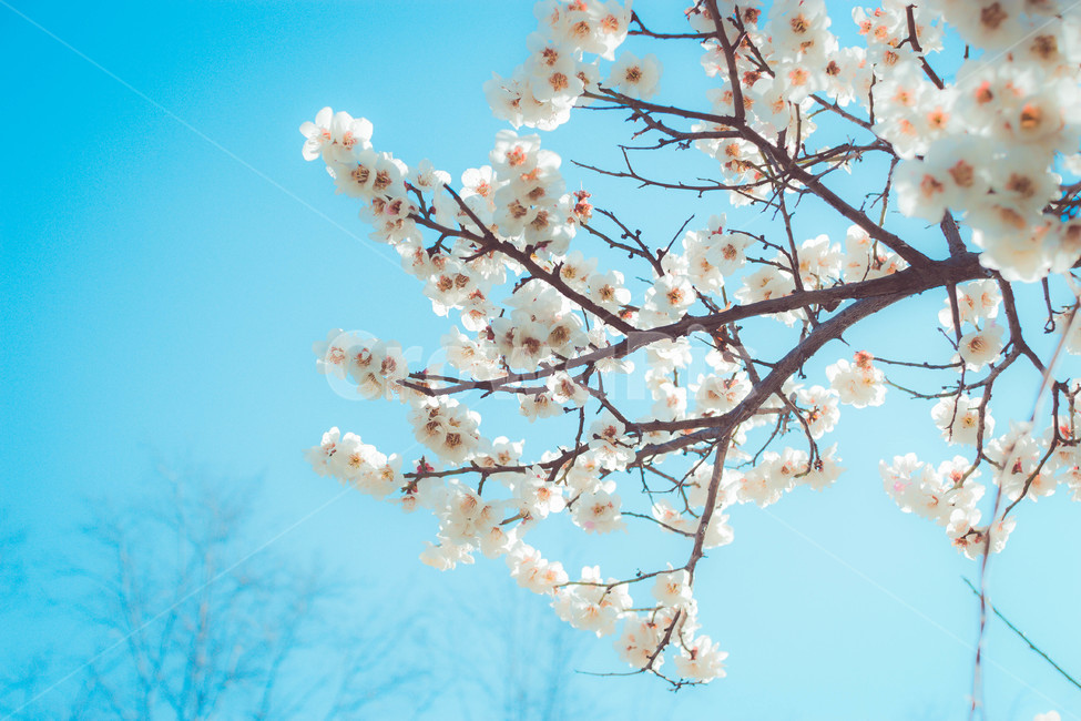 벚꽃,매화,봄,flower,감성,cherryblossom,식물,꽃,봄,계절,spring,season,식물,자연,plants,nature,꽃,flower,plant