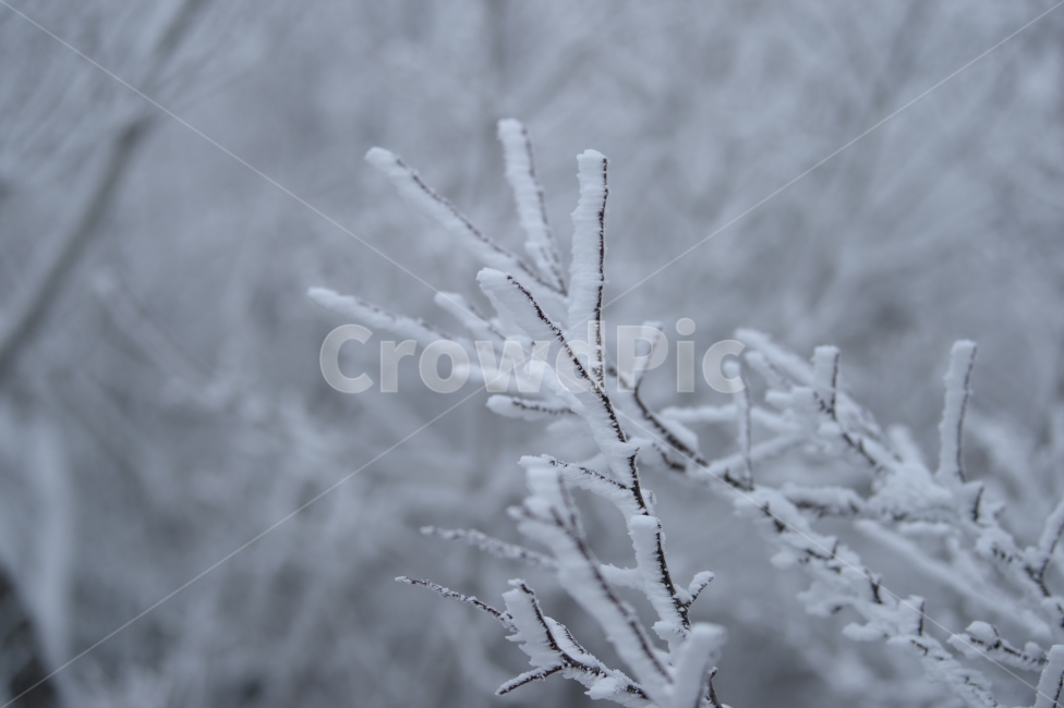 풍경,눈,눈꽃,자연,나무,겨울,나뭇가지,겨울,계절,winter,season,식물,자연,plants,nature
