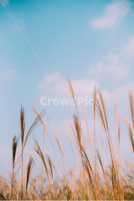 plant,식물,억새,억새풀,하늘,sky,가을,fall,억새밭,자연,가을,계절,fall,autumn,season,자연,풍경,nature,landscape,grass,잔디