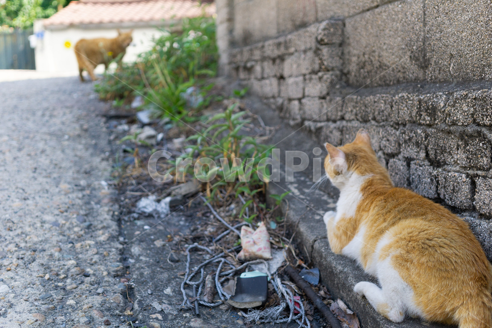 고양이,길냥이,고양이들,치즈냥,길고양이,마주보는,치즈냥이,야옹이,straycat,cat,animal,kitty,동물,고양이두마리,동물,animal,포유류,mammal,고양이,cat,kitten,kitty