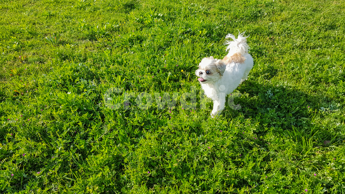 강아지,동물,시츄,개,반려견,산책,dog,animal