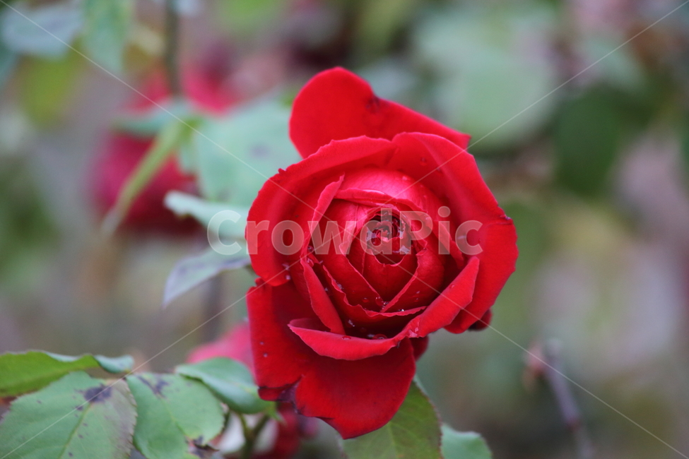 장미,꽃,식물,정원수,rose,식물,자연,plants,nature,꽃,flower